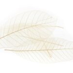 organoid_SKELETTBLATTLA_Material