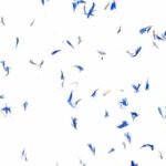 organoid_kornbluama_light