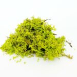 organoid_mous_light1