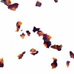 organoid_roasnbliatn_light1