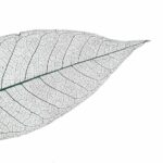 organoid_skelettblattla_anthrazit_light2